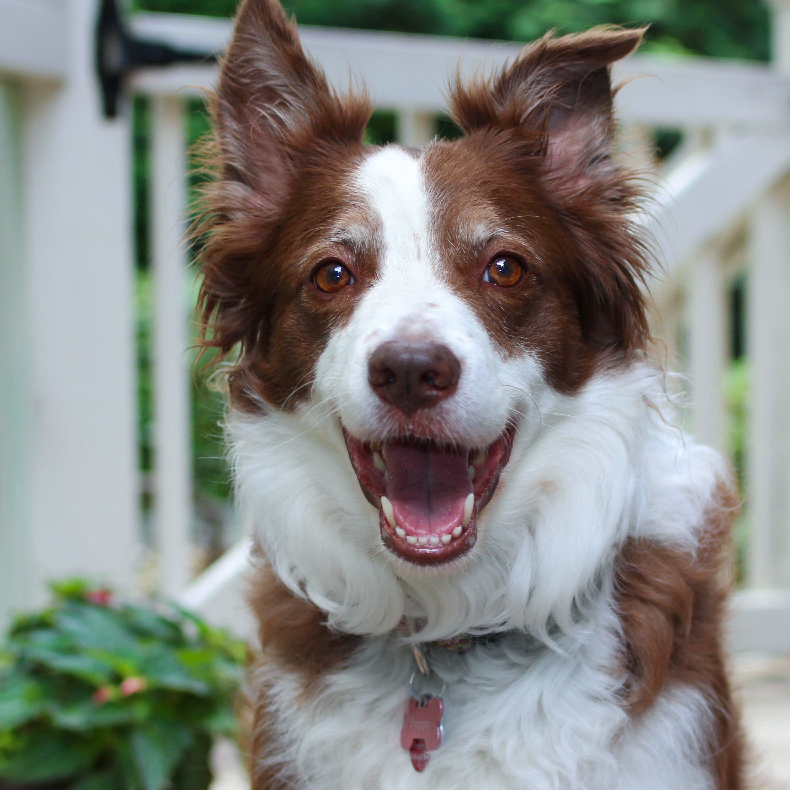Doggy business partner headshot